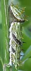 After the fourth shedding of its skin the caterpillar emerges from its old skin to display a greenish appearance. 